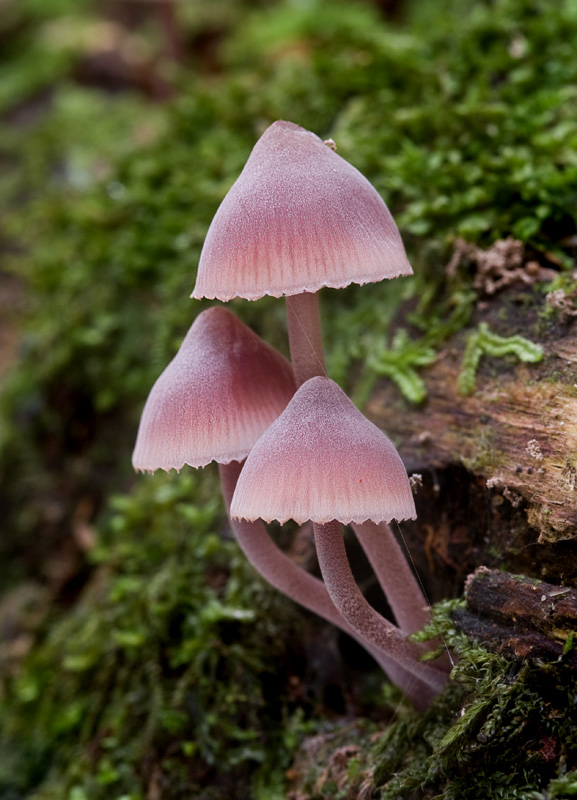 Mycena haematopus